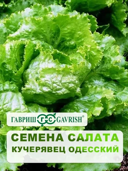 Семена Салата полукочанный "Кучерявец Одесский" 0,5 гр.