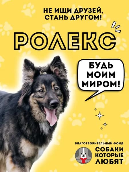 Помочь Ролексу найти дом