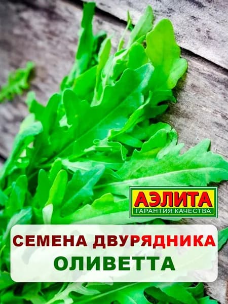 Семена двурядник тонколистный "Оливетта", 0,3 г, многолетние цветы, для дачи, сада и огорода, клумбы, в открытый грунт