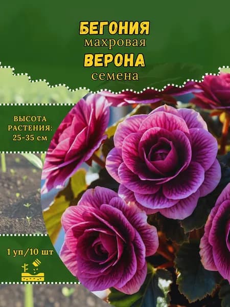 Бегония махровая "Верона" семена, 1 пачка