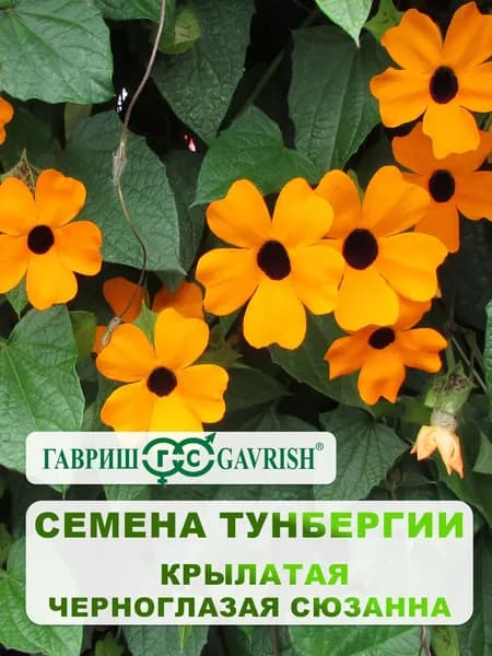 Семена Тунбергии крылатая "Черноглазая Сюзанна" 0,3 гр.