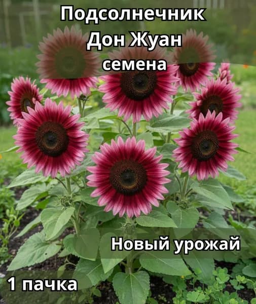 Подсолнечник Дон Жуан, семена 10шт