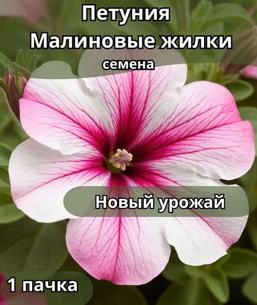 Петуния Малиновые жилки, семена 1пачка