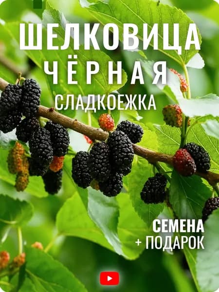 Семена Шелковица Черная Сладкоежка, 30 шт