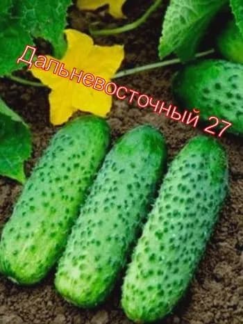 Семена огурца Дальневосточный 27