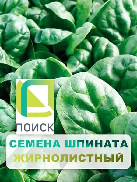 Семена Шпинат "Жирнолистный" 3 г, однолетняя зелень, зелень и пряности для дома, дачи и огорода, в открытый грунт, на балкон, в контейнер, на подоконнике, в домашних условиях