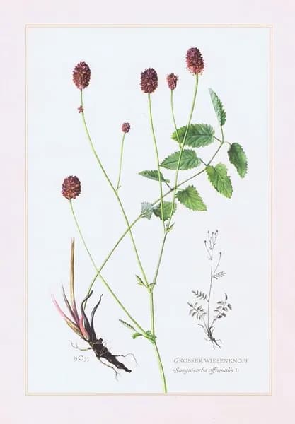 Кровохлебка лекарственная (аптечная, железистая). Антикварная офсетная литография. Германия, 1957 г.