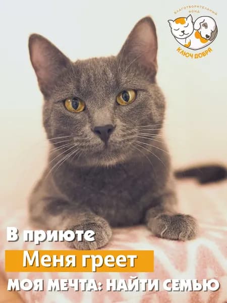 Помочь котику Хану найти дом