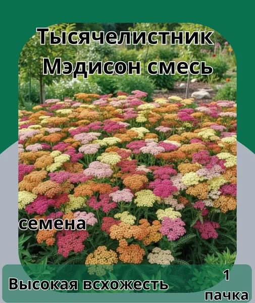 Тысячелистник Мэдисон смесь, семена 10шт