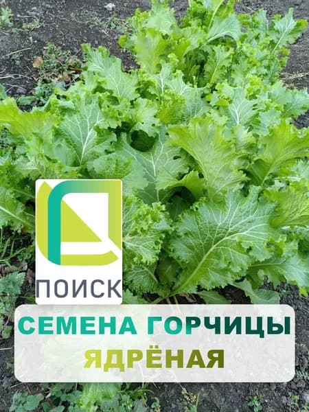 Семена Горчица салатная "Ядреная" 1 г, однолетняя зелень, зелень и пряности для дома, дачи и огорода, в открытый грунт, на балкон, в контейнер, на подоконнике, в домашних условиях