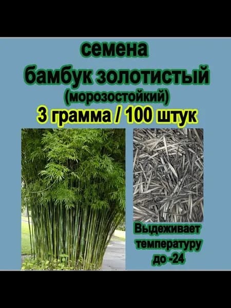 Набор для выращивания декоративного бамбука