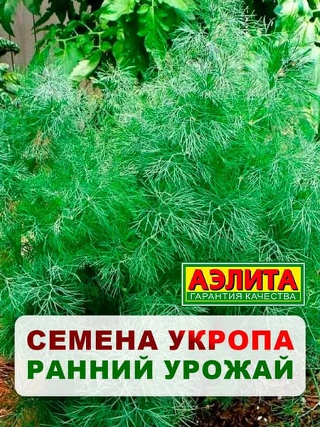 Семена укроп "Ранний урожай", 3 г, для дома, дачи и огорода, укроп из семян, в открытый грунт