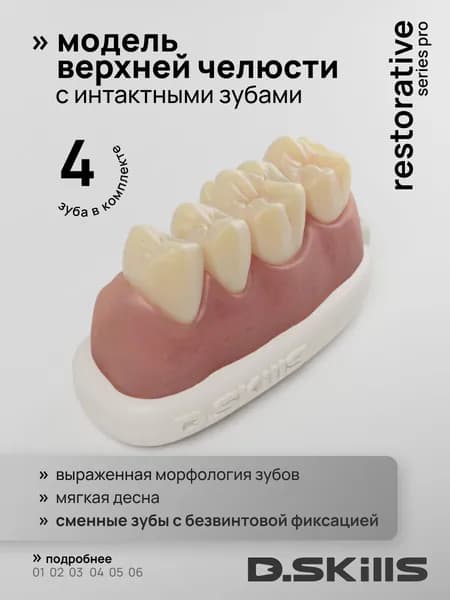 Модель сегмента верхней челюсти с мягкой десной и сменными зубами