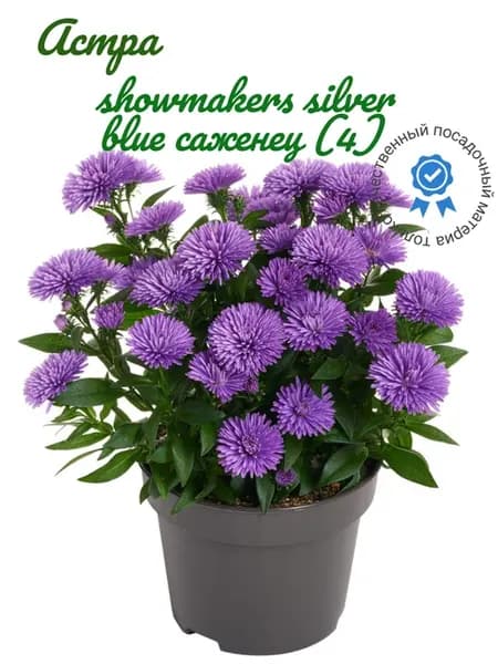 Астра showmakers silver blue саженец (4)