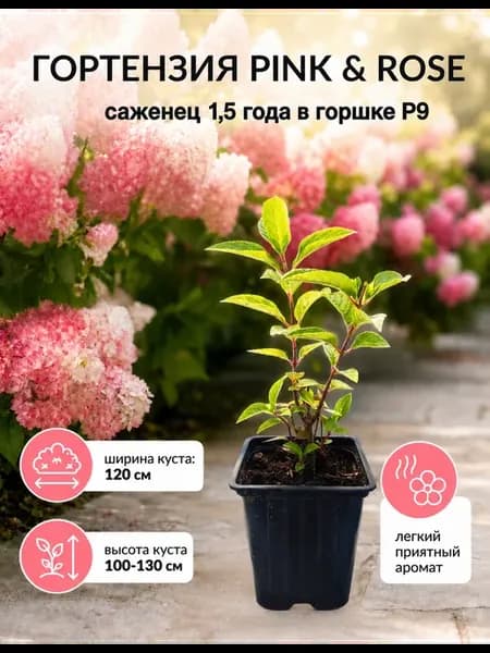 Гортензия метельчатая саженец ЗКС зимостойкий Pink and Rose