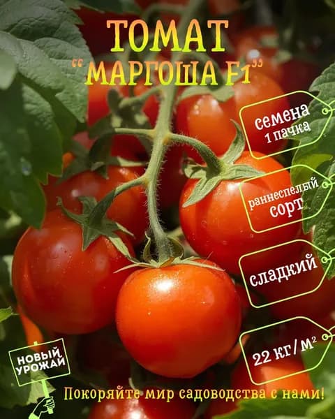 Томат Маргоша F1, семена, 10 шт.