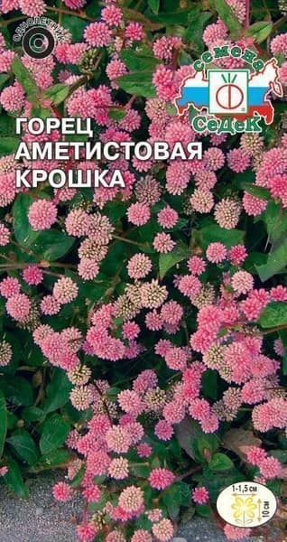 Цветок Горец Аметистовая крошка головчатый