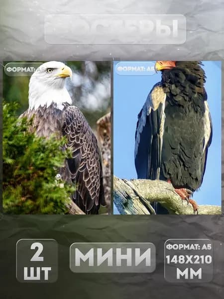 Постеры Мини на стену А5 «Орел» 2 шт