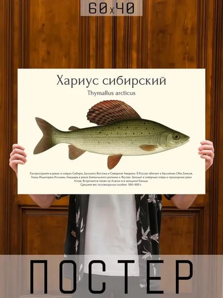 Постер на стену интерьерный большой Рыбы для рыбака - Хариус