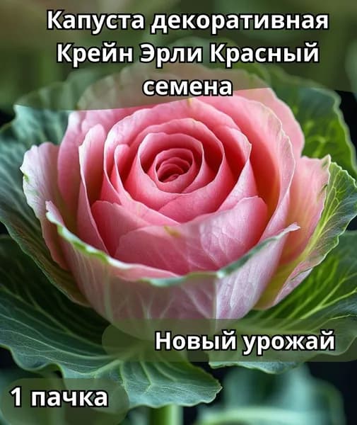 Капуста декоративная Крейн Эрли красный, семена 10шт