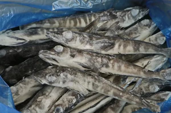 Ледяная рыба свежемороженая, 2 коробки по 5 кг