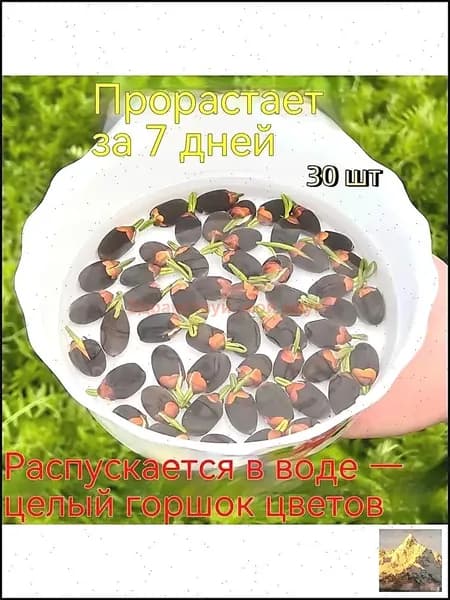 Семена кувшинок Кувшинки для прудов и домашних аквариумов, быстрое цветение