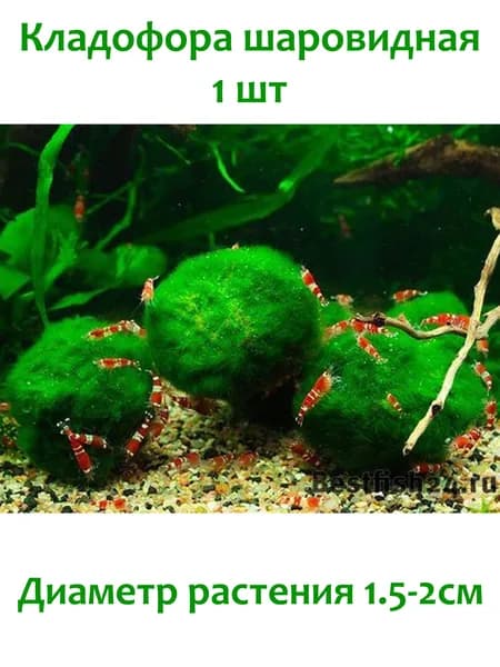 Bestfish24 Кладофора шаровидная 1.5-2см 1шт растения для аквариума