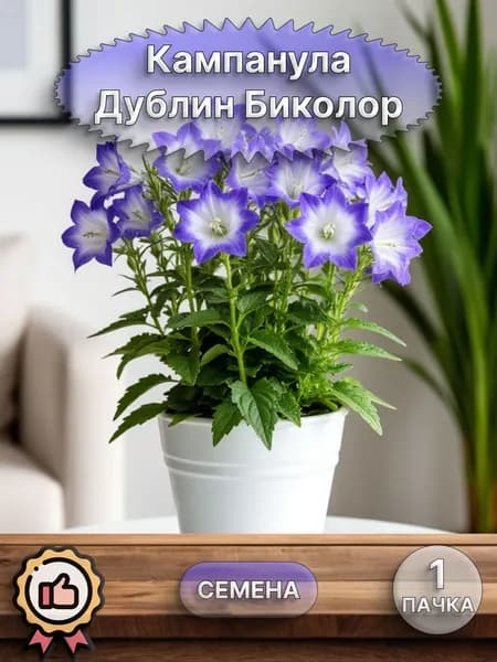 Кампанула Дублин Биколор (семена)