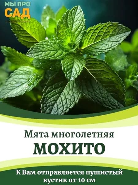 Саженец мяты «Мохито»