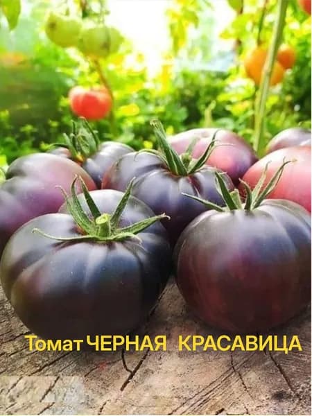 Томат ЧЕРНАЯ КРАСАВИЦА - Необычная окраска, мясистый и сладкий! / Семена томата 20 шт.- Агрофирма АЭЛИТА