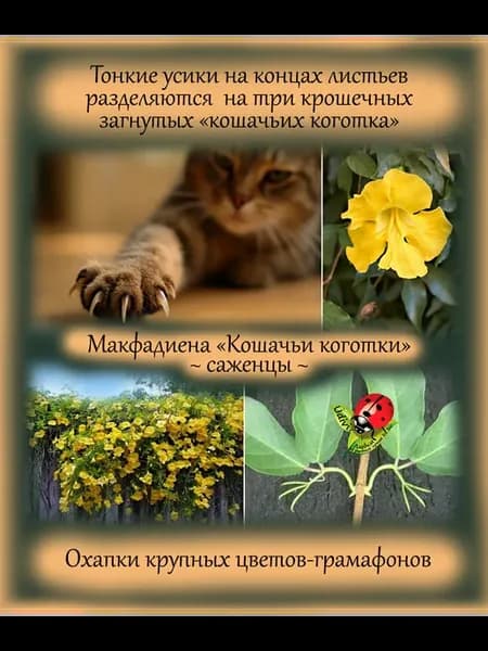 Макфадиена Кошачьи коготки лиана