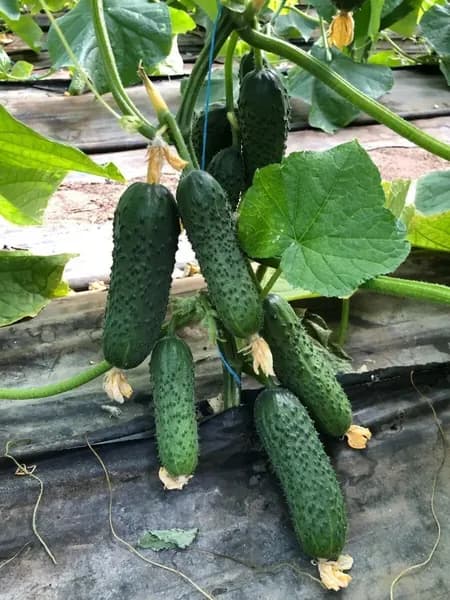 Огурец Леннон F1, новый раннеспелый партенокарпический гибрид для открытого грунта, растение открытое, генеративное, с ограниченным ростом боковых побегов, 6 шт семян