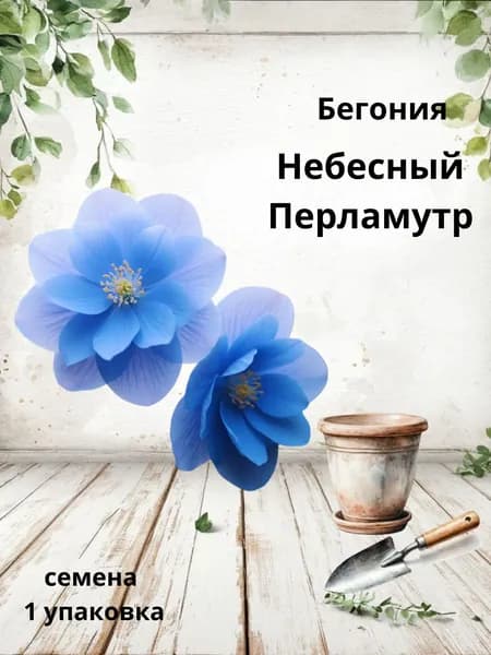 Бегония Небесный Перламутр, семена, 10 шт