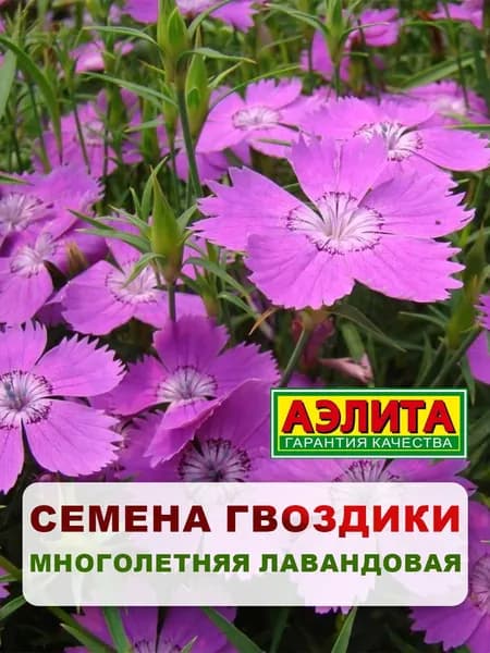 Семена Гвоздика многолетняя "Лавандовая" 0,05 гр, цветы для дома, дачи и сада, клумбы, в открытый грунт, в контейнер.