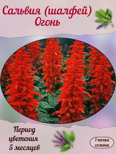 Сальвия (шалфей) Огонь, семена, 10 шт.