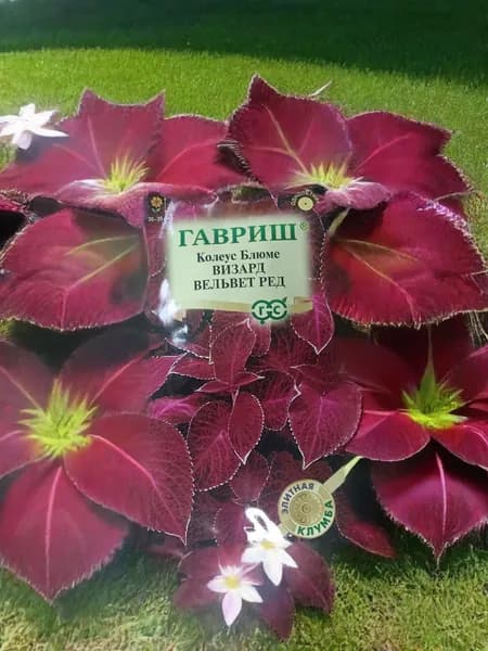 Гавриш Семена ,1шт