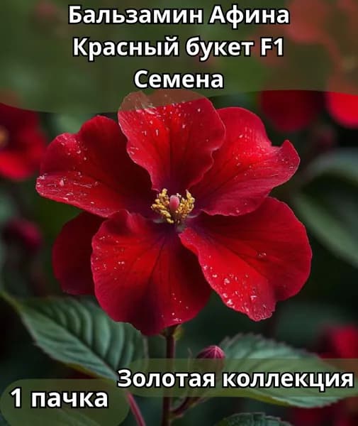 Цветов Бальзамин Афина F1 Красный Букет, Семена 10шт в пачке