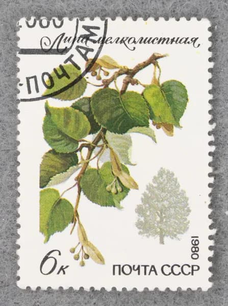 Почтовая марка "Липа мелколистная". Номинал 6 коп. СССР. 1980 год. (Загорский 5054)