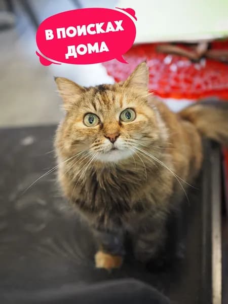 Помочь кошечке Риге найти дом