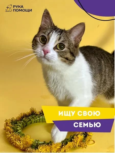 Помочь Шпуне найти дом