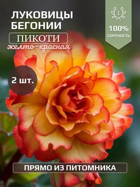 Луковицы бегонии Пикоти Желто-Красная 2 шт