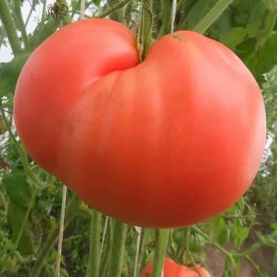 Коллекционные семена томата "Спина обезьяны"