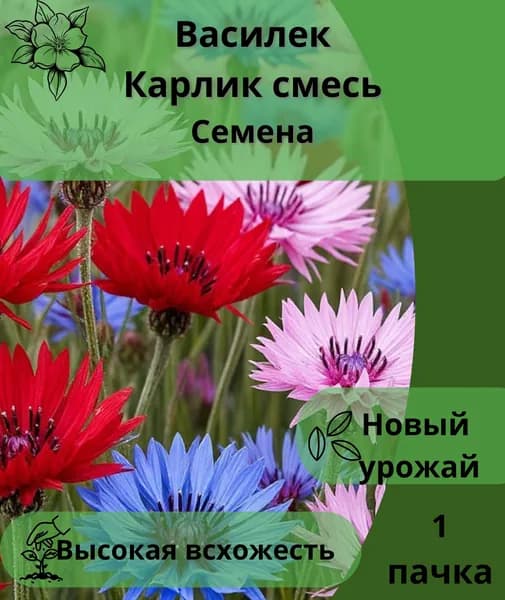 Василек Карлик смесь пастельных оттенков, семена 10шт