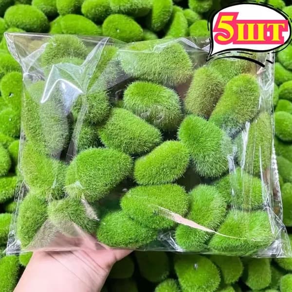 Стабилизированный мох Мох, 5 шт