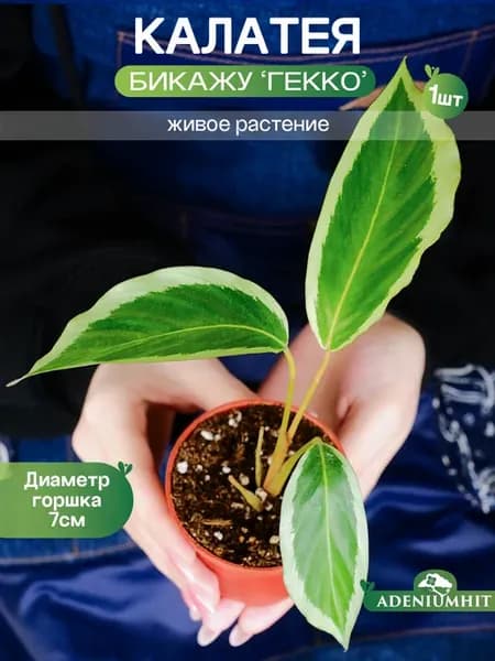 Калатея Бикажу 'Гекко' живое растение Calathea в горшке D7см