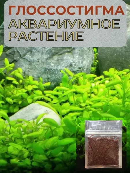 Семена водных растений для аквариума Глоссостигма мини. Маленькие листочки