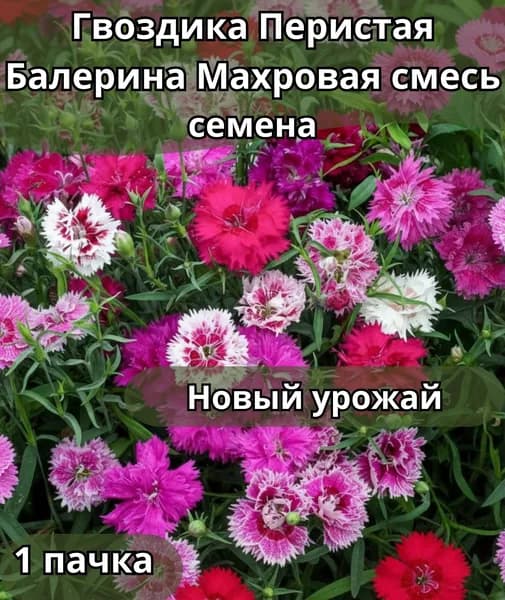 Гвоздика Перистая Балерина Махровая смесь, семена 10 шт