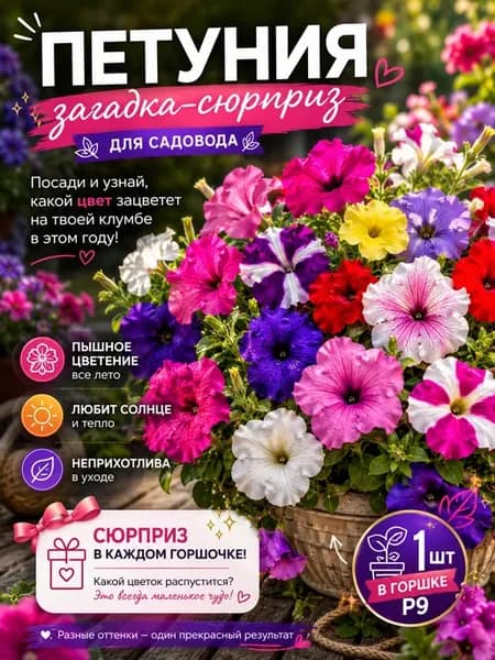 Петуния саженец 1 шт