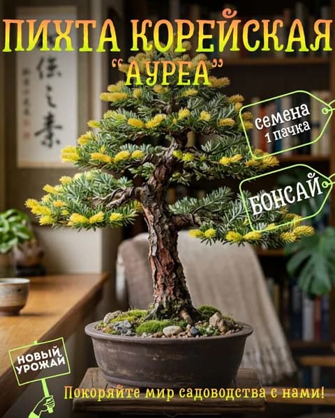 Пихта корейская Ауреа, семена, 10 шт. (бонсай)