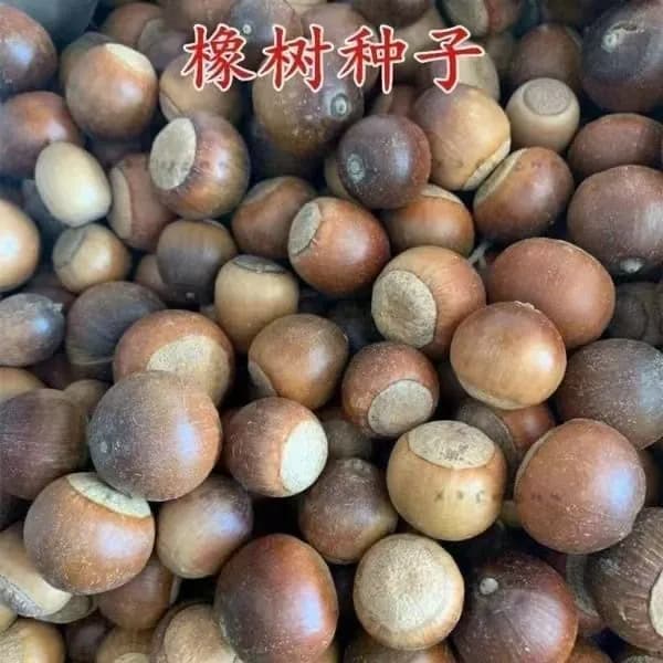 Семена, Дуб черешчатый и желудь, для посадки и озелененияz